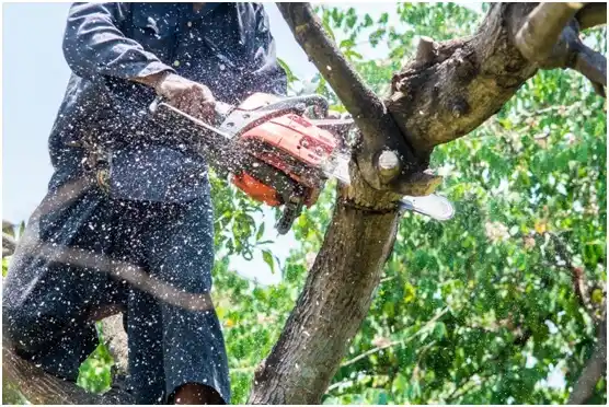 tree services Konawa